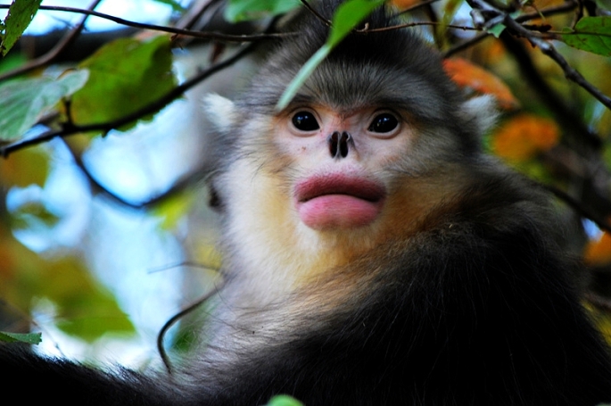 Yunnan Snub-nosed Monkey
