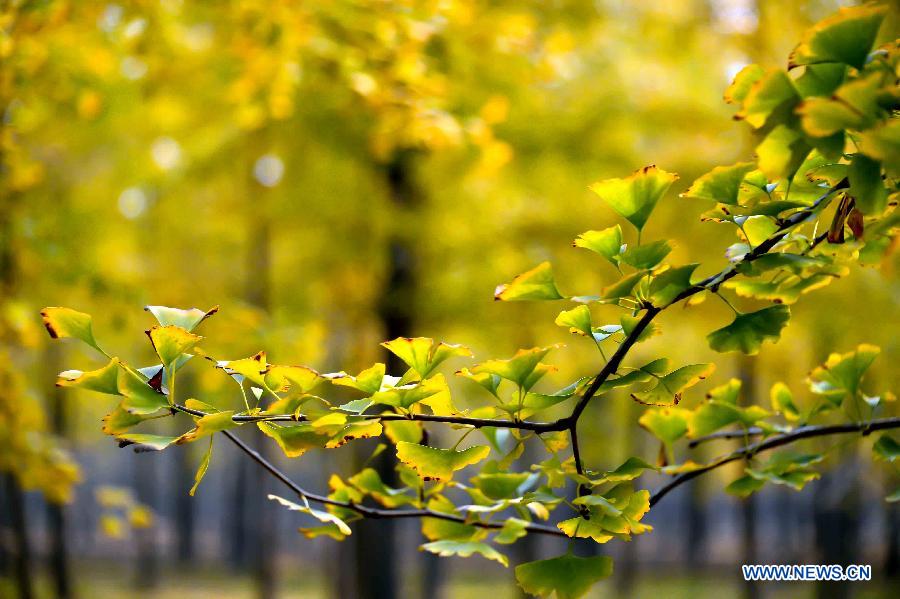 Picturisque scenery of ginkgo trees in E China