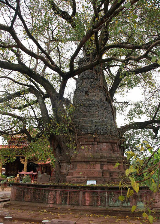 Pu'er The Tap-tree and Tree-tower
