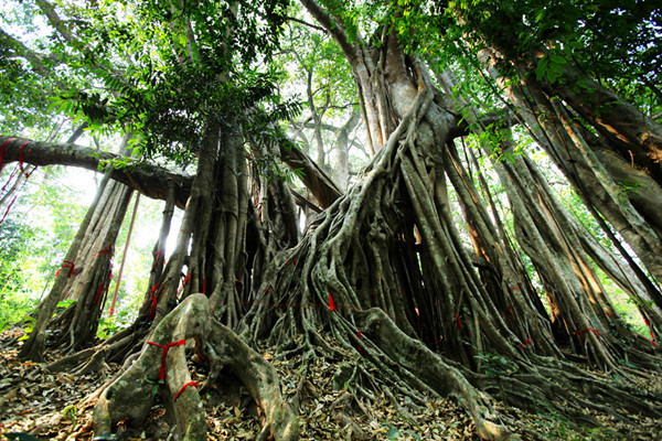 The King Banyan Trees in Dehong