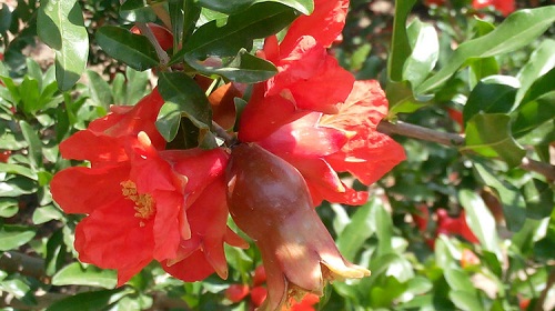 10000 Mus Pomegranate Garden in Mengzi City