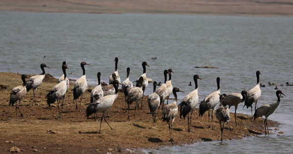 Dashanbao Black-necked Cranes Nature Reserve