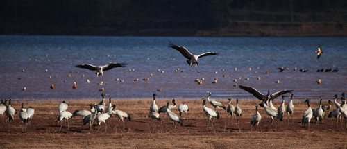 The Black-necked Cranes Nature Reserve Park in Huize County