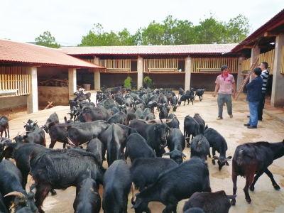 Hornless black goat in Fengqing