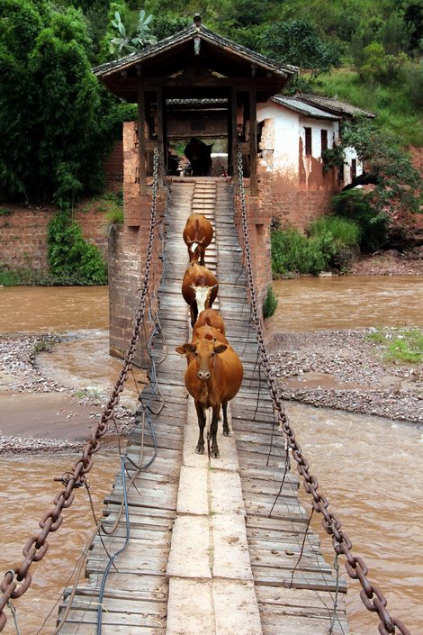 Huiming bridge with cows crossing.