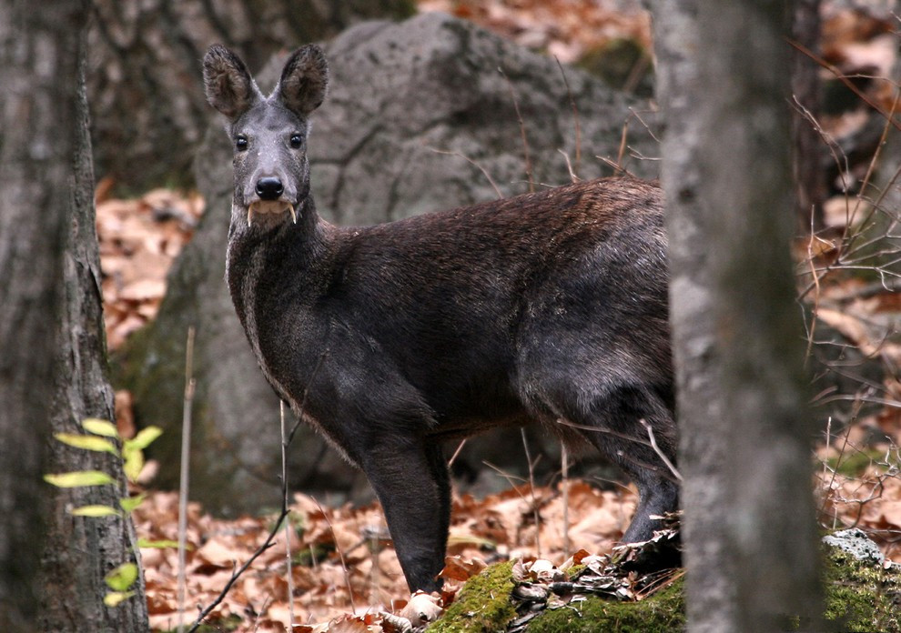 Musk Deer