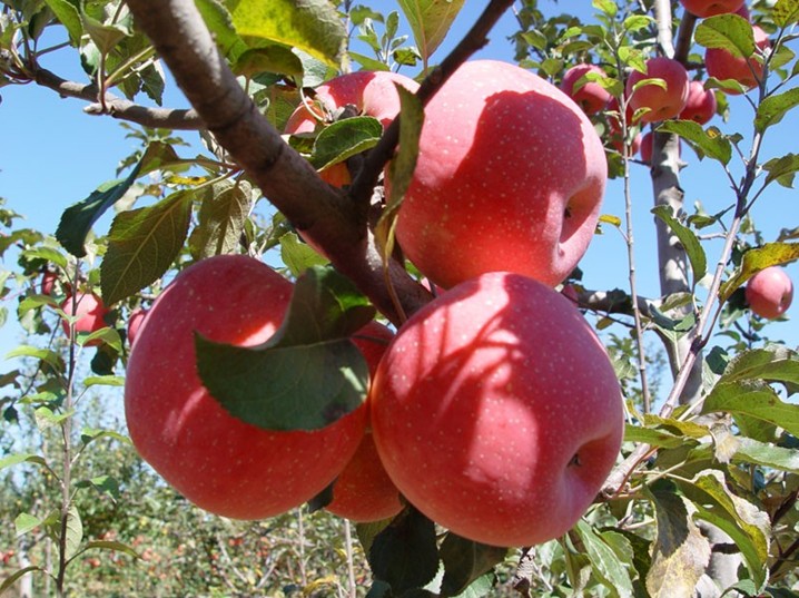 Red Fuji Apple