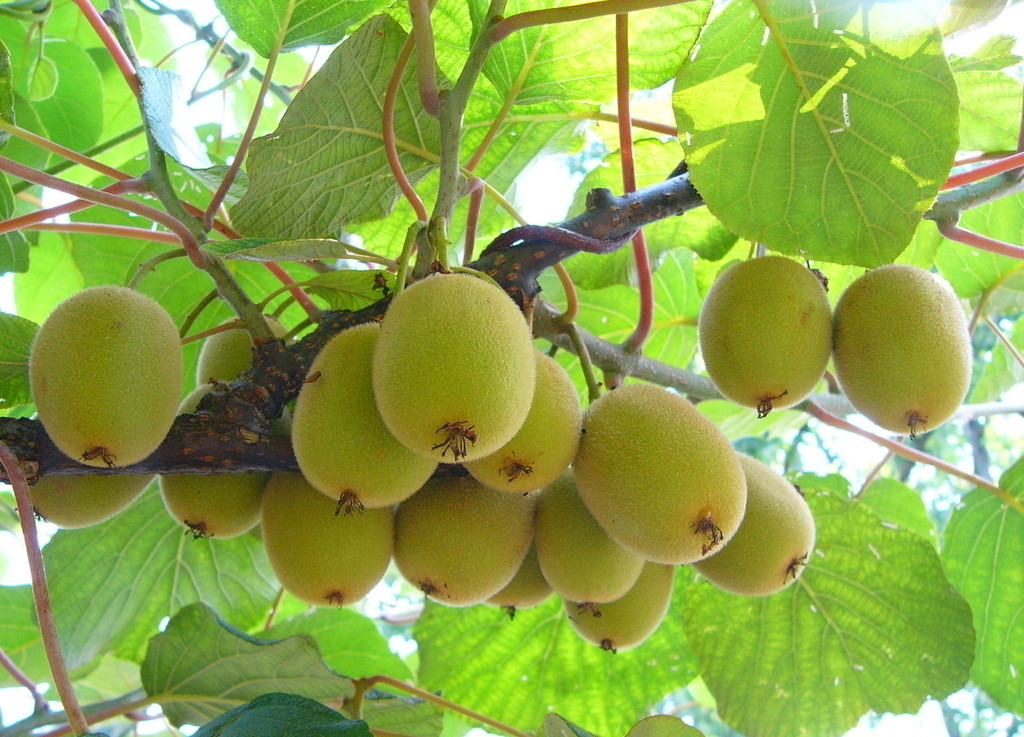 Wild-Kiwi-Fruit01.jpg