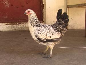 Dulong Jungle Fowl