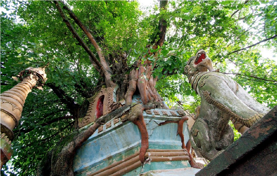 Tree-wrapped pagoda