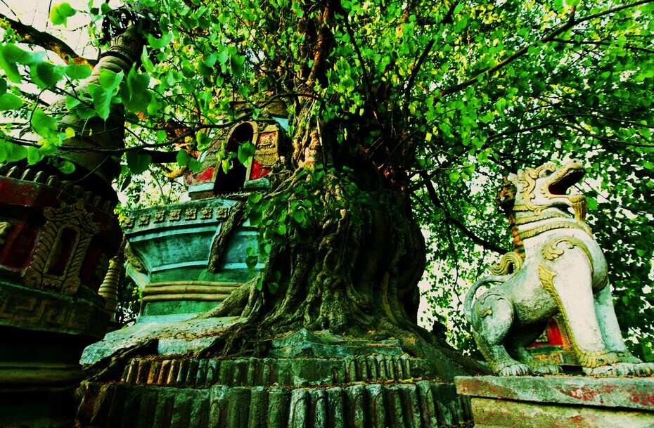 Tree-wrapped pagoda and Tower-wraped Tree in Mangshi City