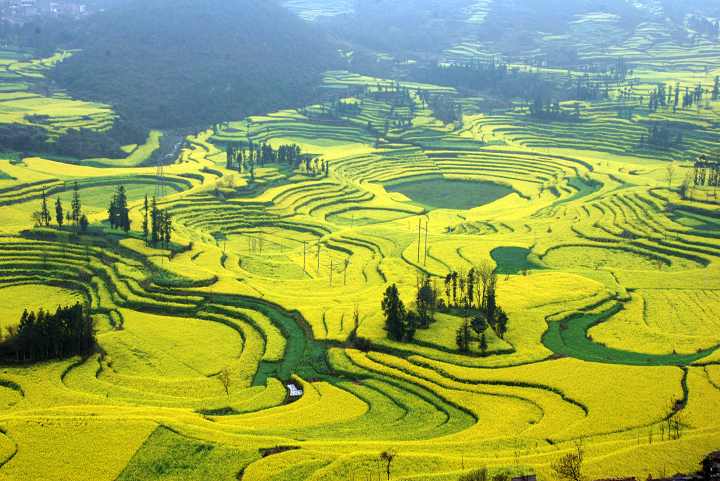 Rapeseed Flowers in Luoping County