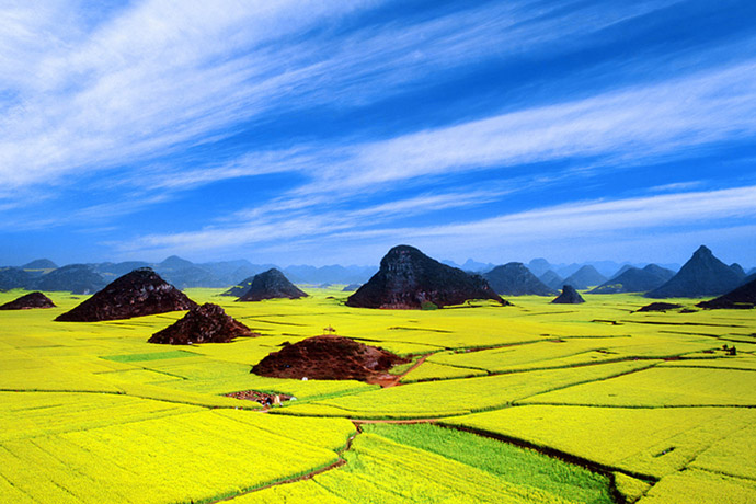 Rapeseed Flowers in Luoping County