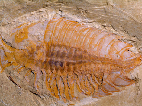 Fauna Fossils