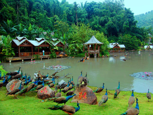 warm tree valley, Xishuangbanna