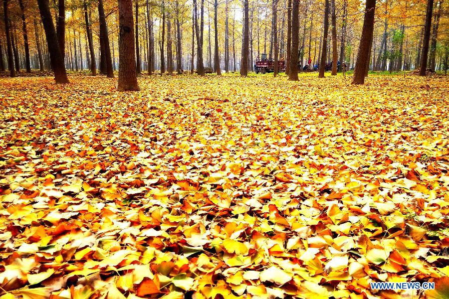 Picturisque scenery of ginkgo trees in E China