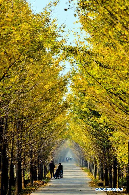 Picturisque scenery of ginkgo trees in E China