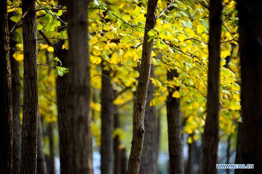 Picturisque scenery of ginkgo trees in E China