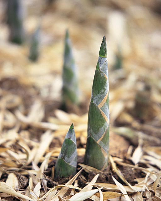 bamboo shoots
