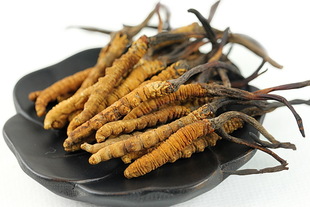 Chinese caterpillar fungus1