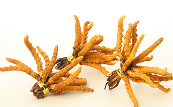 Chinese caterpillar fungus1