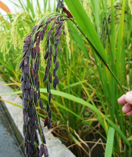 The purple rice i