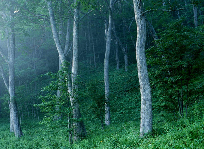 Zhongling Mountain National Forest Park in Xundian County,Kunming