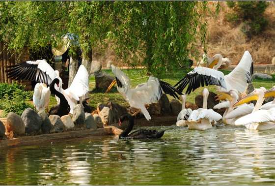 Yunnan Wild Animal Park in Kunming 