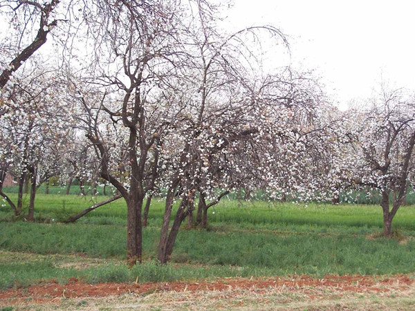 Liyuan Village of Er'yuan County,Dali