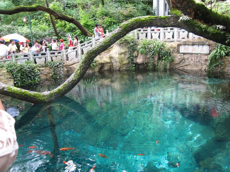 Butterfly Spring in Dali