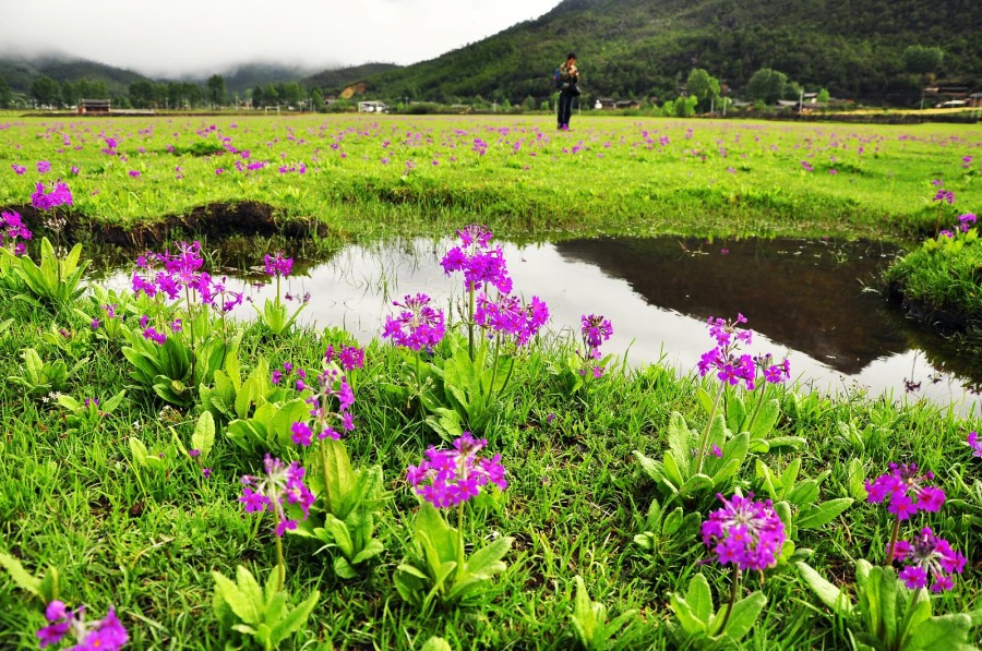 Lijiang Wenhai Lake