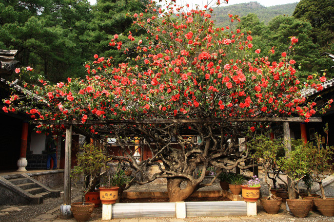 Lijiang Yufeng Monastery