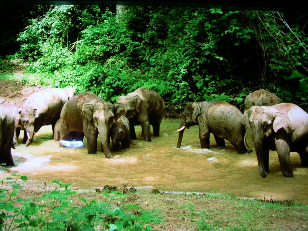 Xishuangbanna Wild Elephants Valley