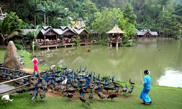 Xishuangbanna Virgin Forest Park