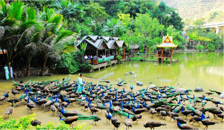 XishuangBanna Peacock Lake