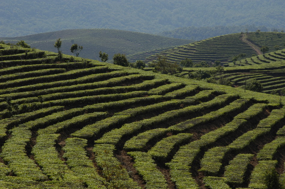 Xishuangbanna Nannuo Mountain Tea Plantation