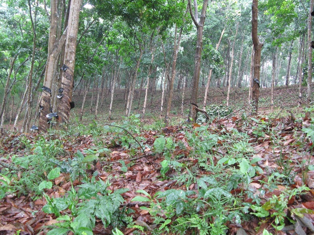 XishuangBanna Monkey Mountain