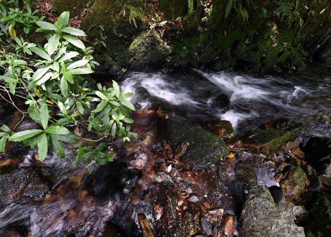 Pu'er The Mt.Ailaoshan Nature Reserve