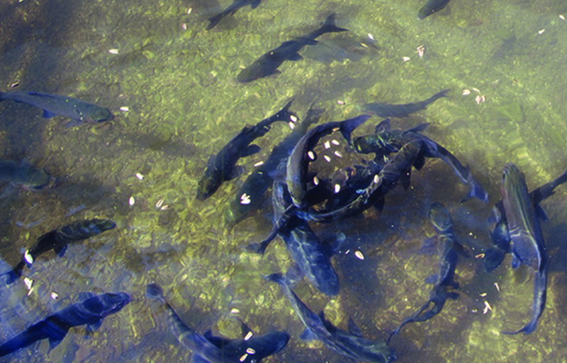 Shenyu Spring in Jiangchuan County