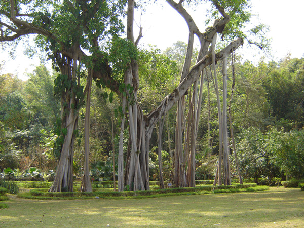 One Tree Forest in Daluo Town in Xishuangbanna