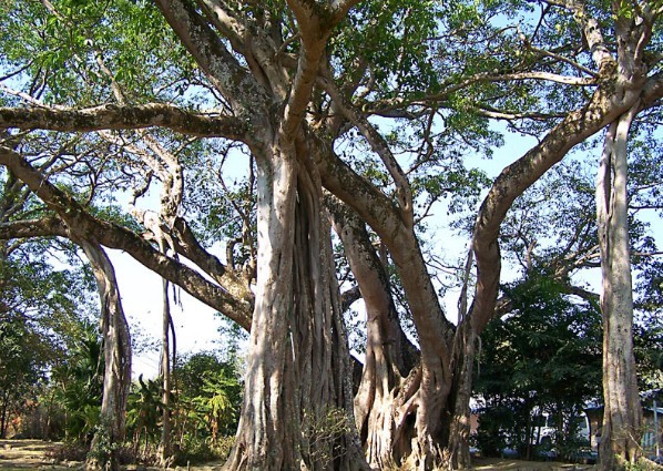 One-Tree-Forest-Jinghong-Xishuangbanna.jpg