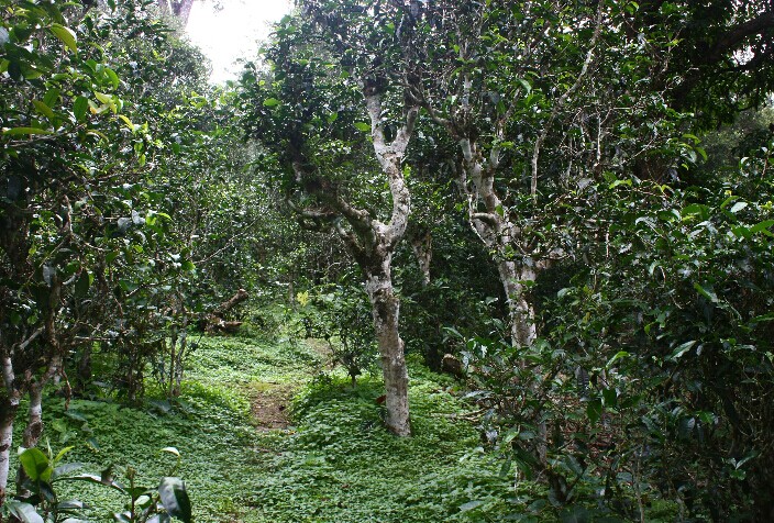 Nannuo Mountain Tea Plantation in XishuangBanna