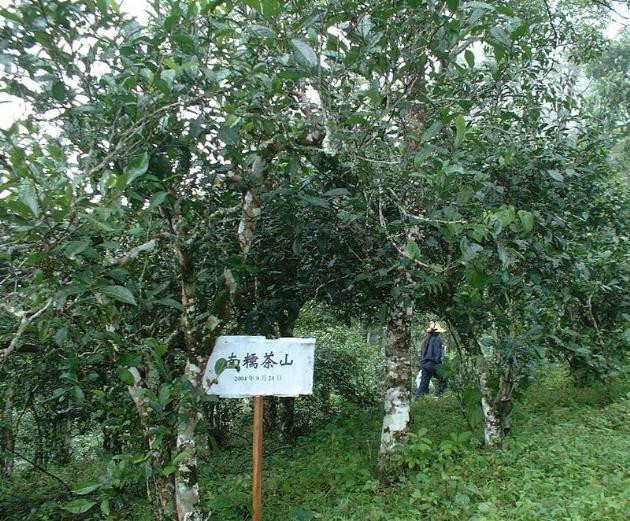 Nannuo Mountain Tea Plantation in XishuangBanna