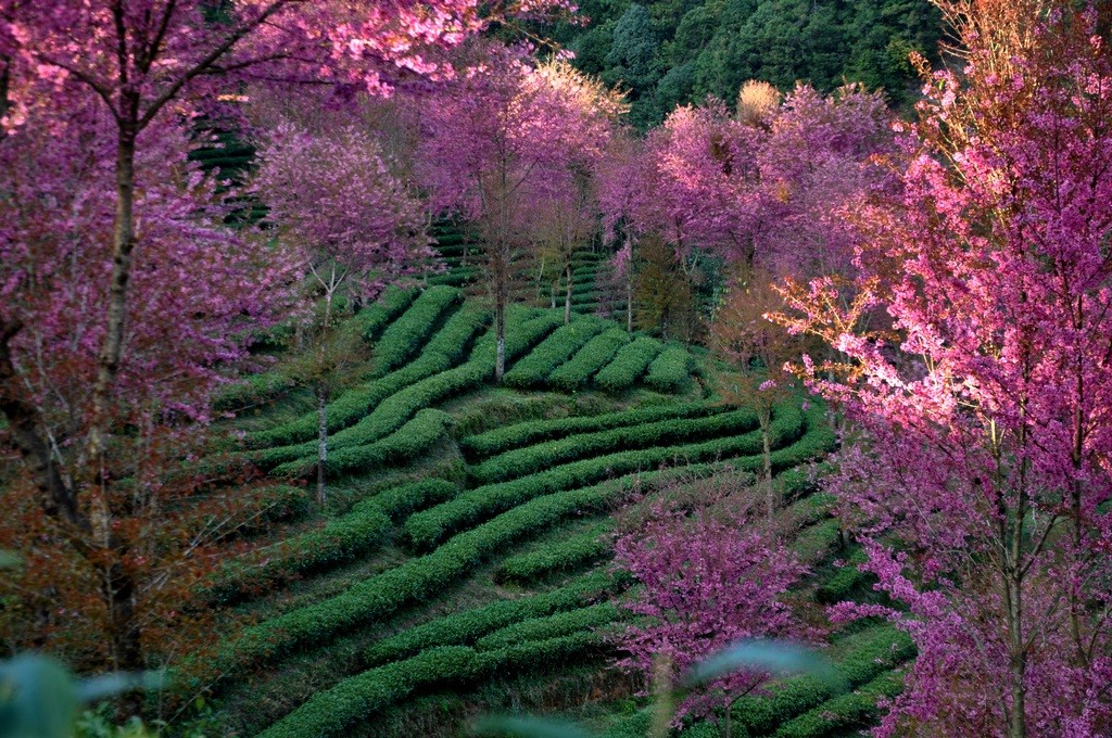 Pu'er Mt.Wuliangshan Nature Reserve  