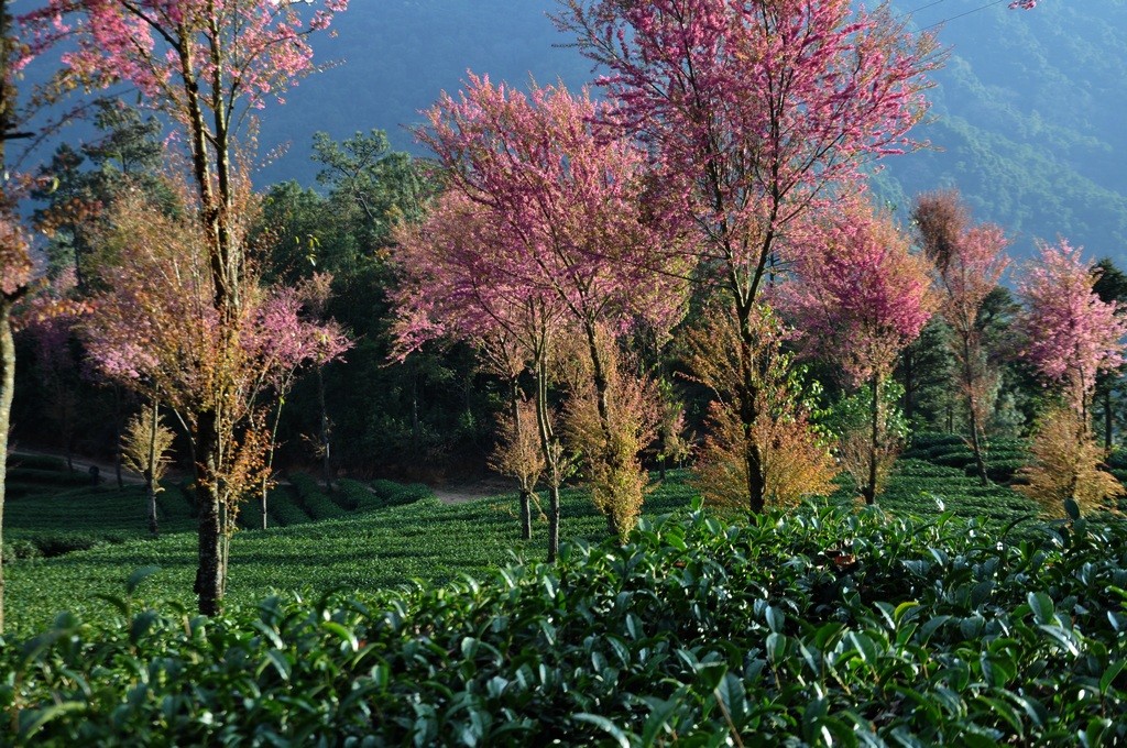 Pu'er Mt.Wuliangshan Nature Reserve  