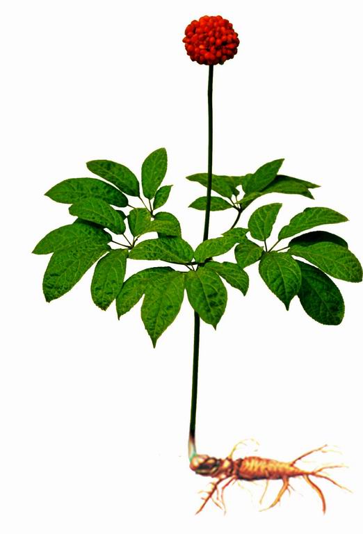 Wenshan -the Hometown of Chinese Herb Sanqi
