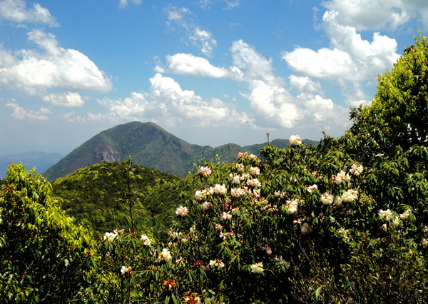 Bamboo Mountain in Wenshan County