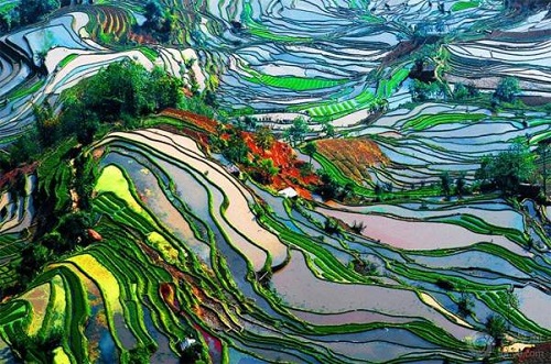 Longshuba Rice Terrace Area in Yuanyang 