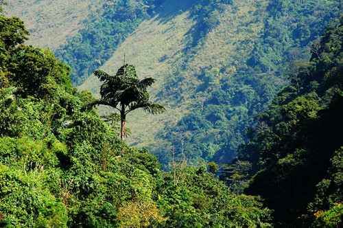 Daweishan National Nature Reserves in Pingbian County