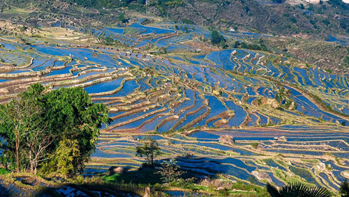 Samaba Rice Terrace Fields in Honghe County